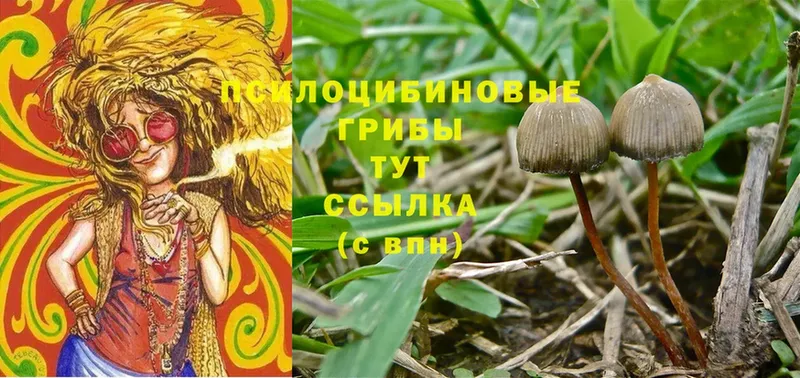 hydra ТОР  купить  сайты  Гудермес  Галлюциногенные грибы MAGIC MUSHROOMS 